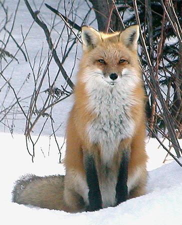 Renard roux