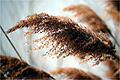 Phragmite