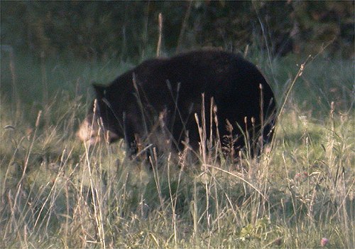Ours noir