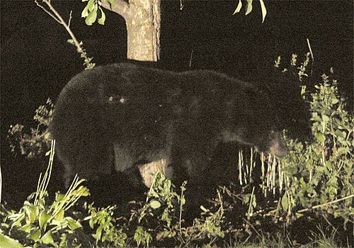 Ours noir